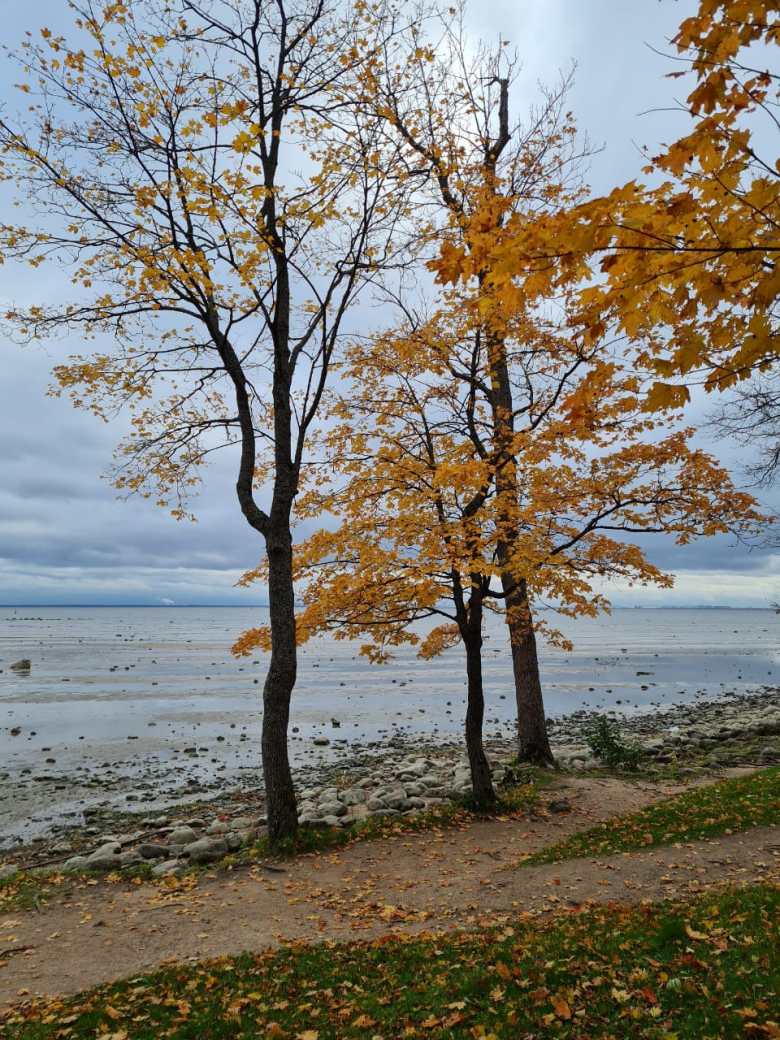 Осень на берегу Финского залива