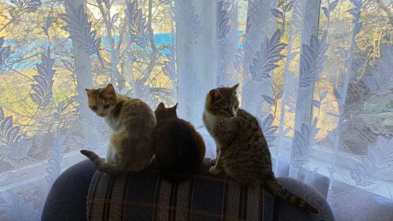 Три кота, три хвоста