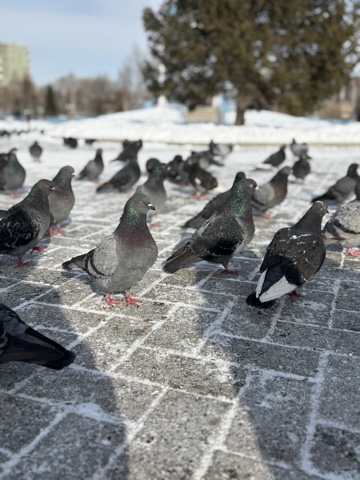 Поможем пернатым друзьям 