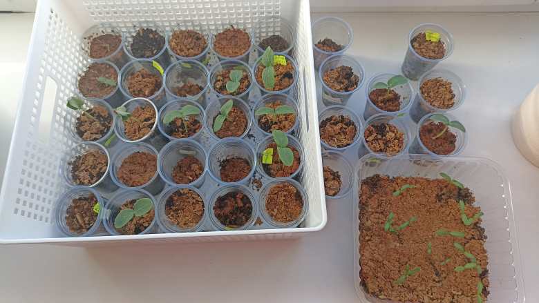 "Классный огород"