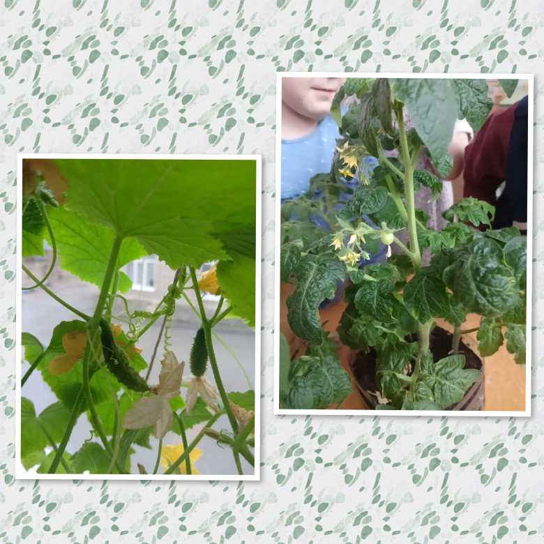 Маленькие огородники, большие открытия