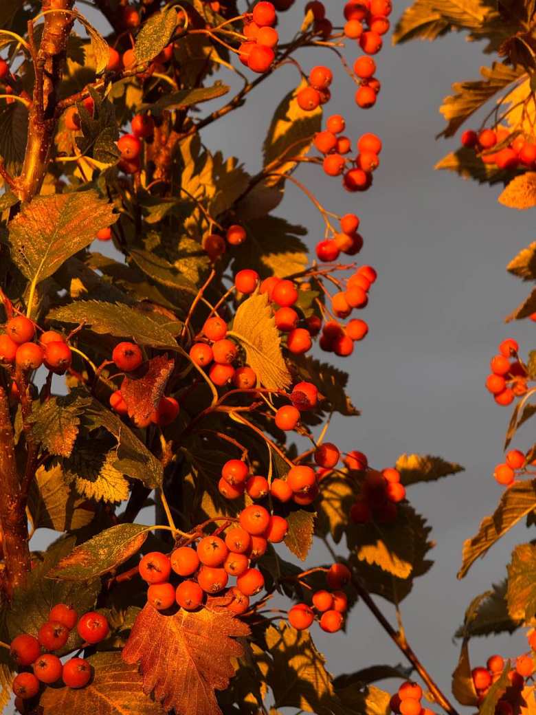 Насыщенная осень