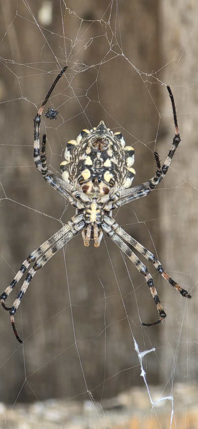 Дольчатая агриопа