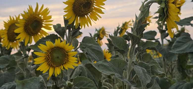 Подсолнуховое поле