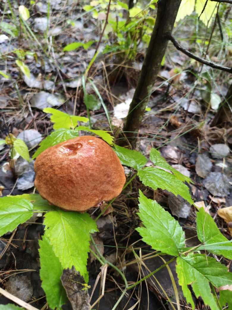 Встреча в лесу