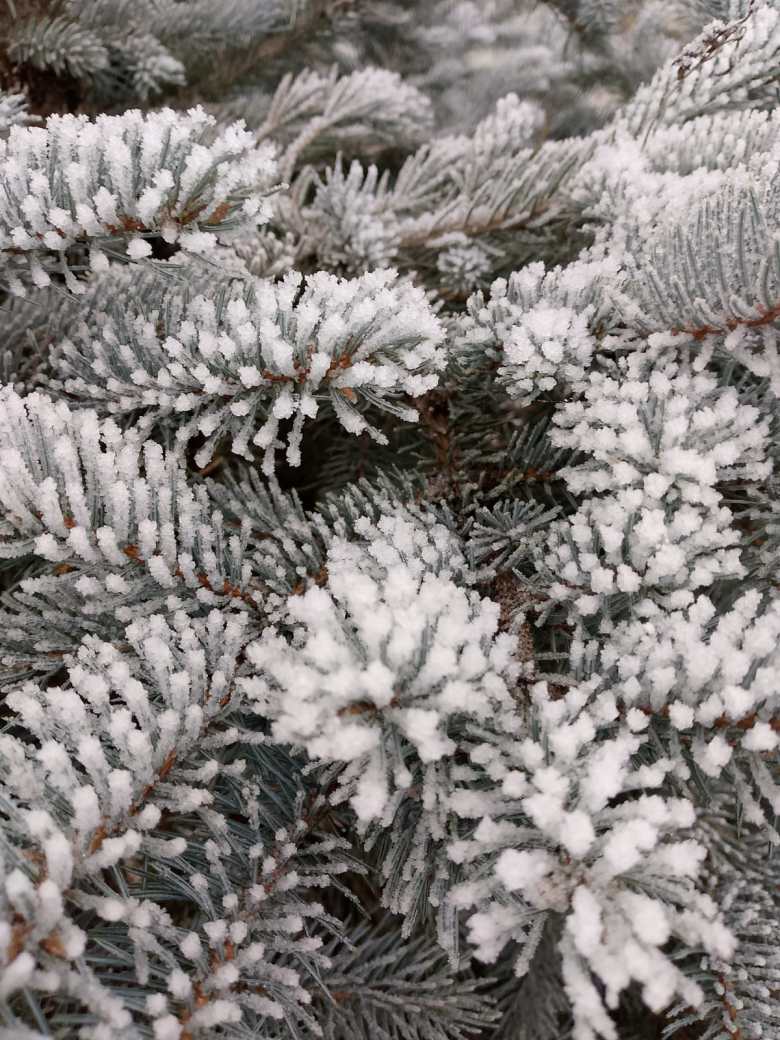 Ёлочка под одеялом