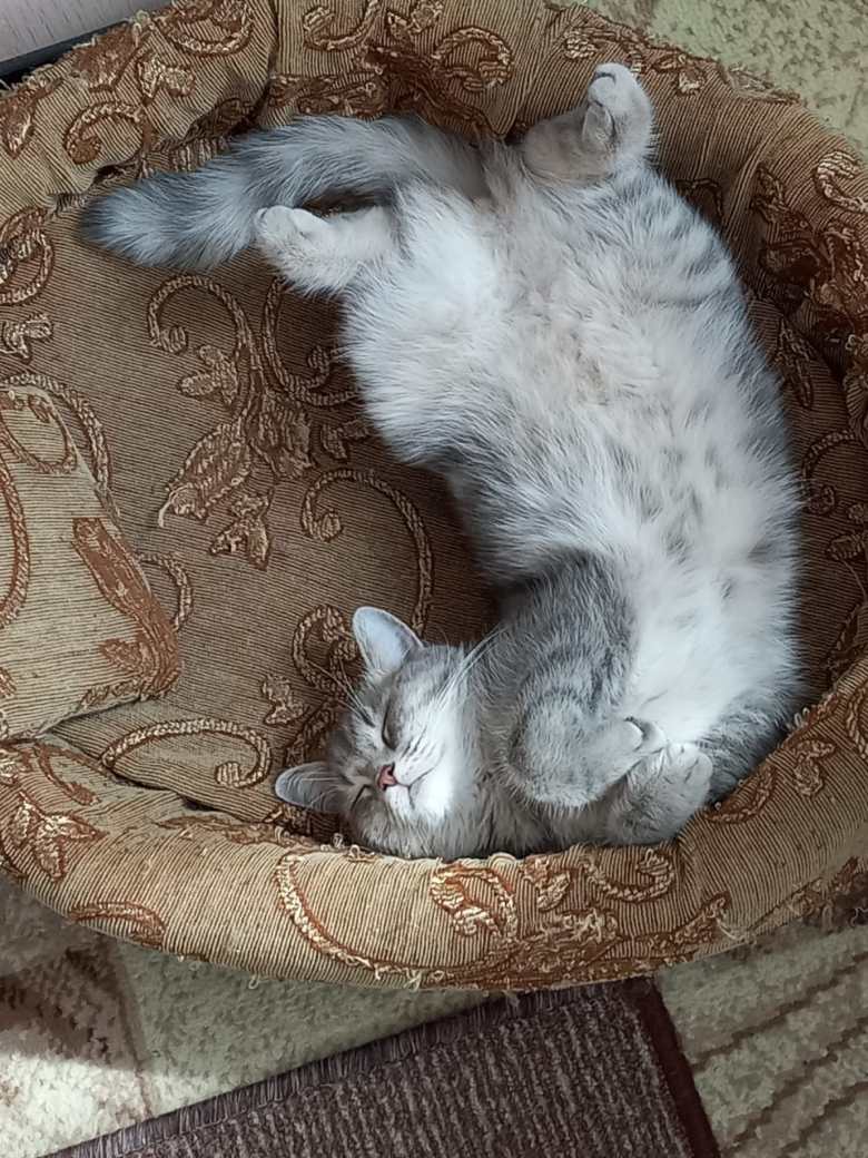 Спящая красавица 