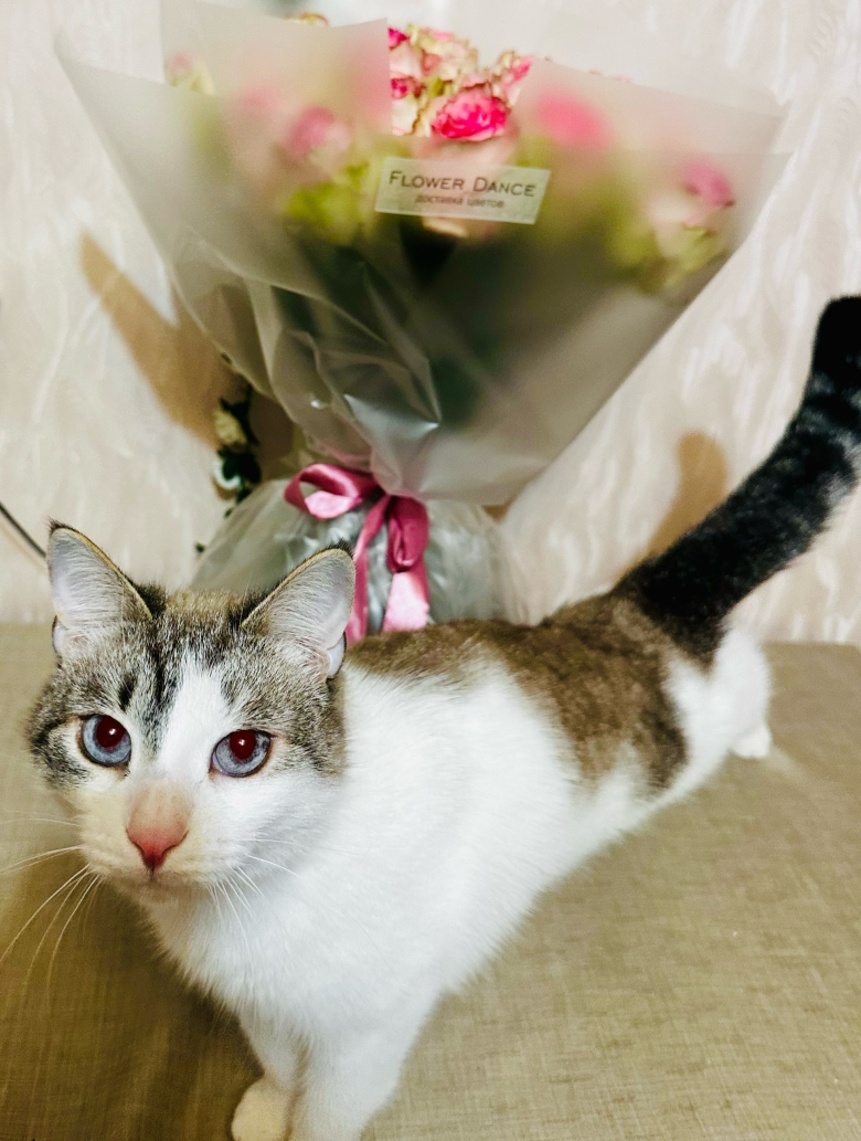 Роднулечка, красотулечка, наш любимчик кот Лафик( life, жизнь). 