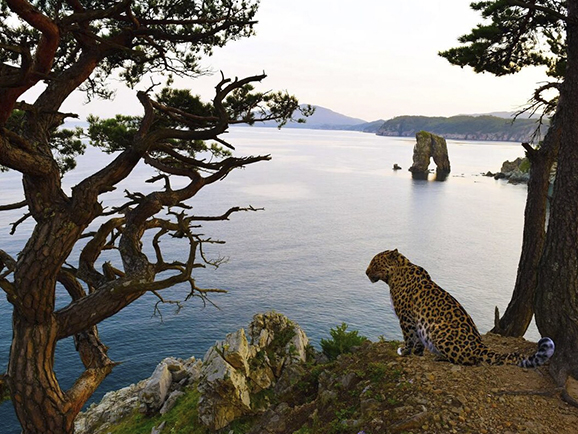 chudesa dikoy prirody konkurs