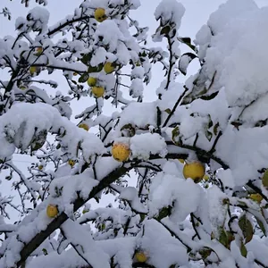 Нежность