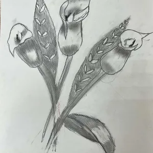 Каллы