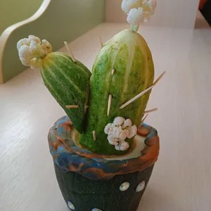 "Кактус"