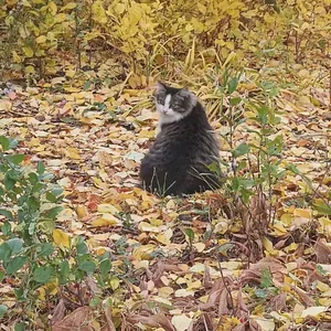 Моя кошка и октябрь