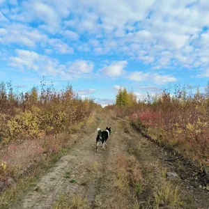 Лето в тундре