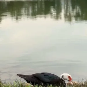 "Утка на озере"