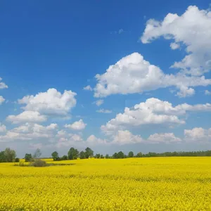 Рапсовые поля