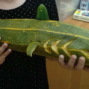 Акула Каракула