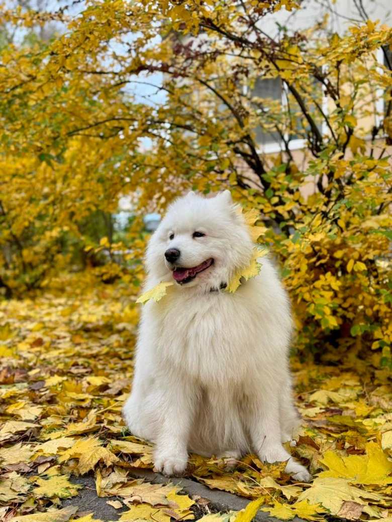 Осенняя прогулка
