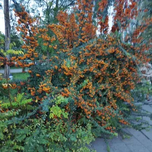 Золотые краски осени