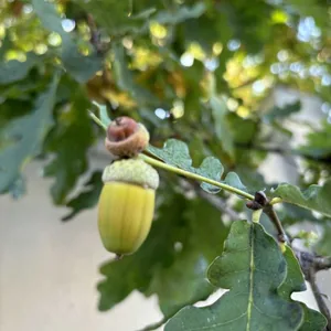 Желудь для Золушки