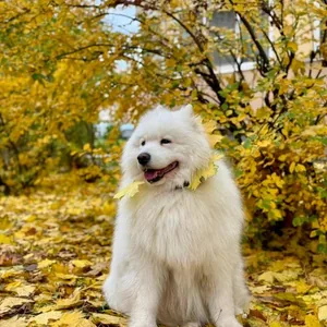 Осенняя прогулка