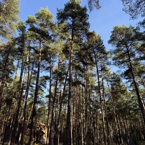 Осенние сосны