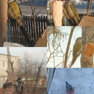 Наши любимые гости