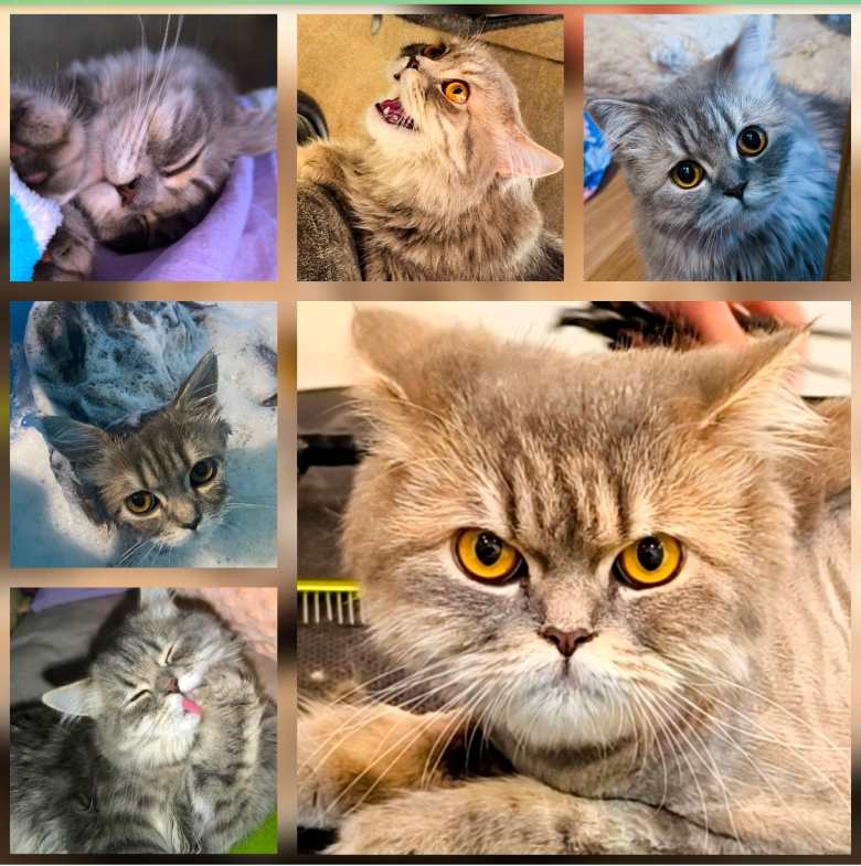 Очаровательная кошка