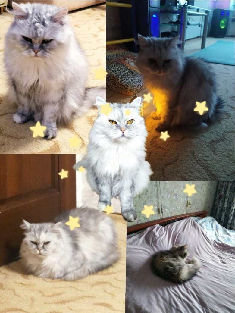 Моя любимая кошка