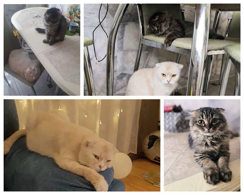 Мои котики