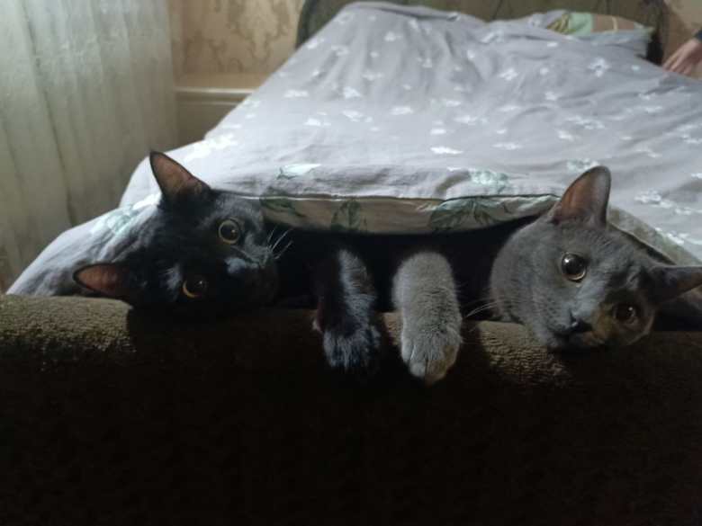 Дружные кошки