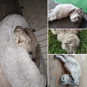 Кот Леонардо