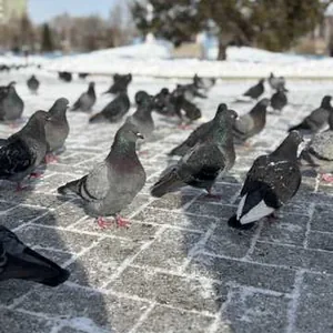 Поможем пернатым друзьям
