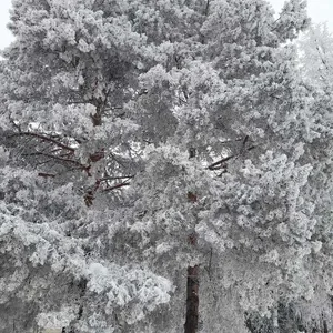 Родина в природе