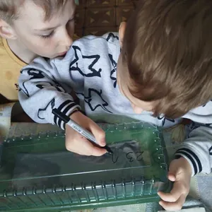 Аллея из платанов