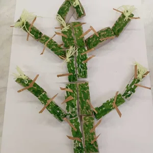 Кактус