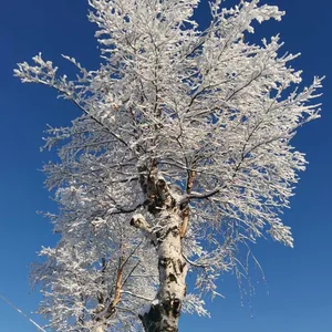 Нежность зимнего утра
