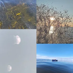 Белое море