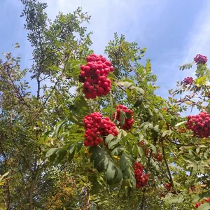 Осенние краски